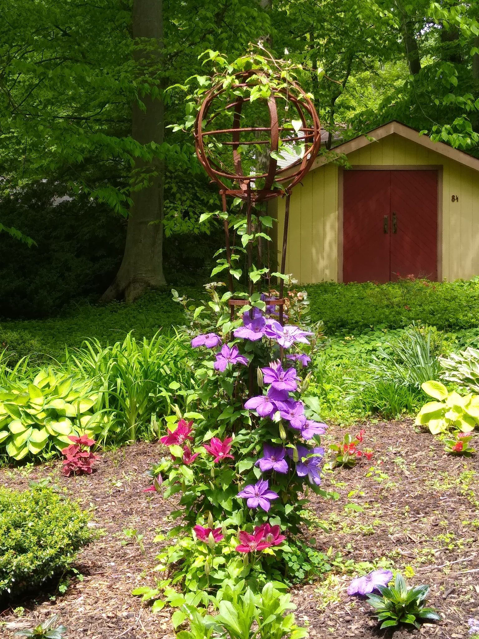 Elsa Speth and Rebecca Clematis on Metal Sphere trellis